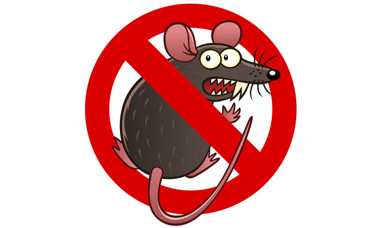 شركة مكافحة فئران بالدمام | افضل شركات مكافحة الفئران المنزلية بالدمام