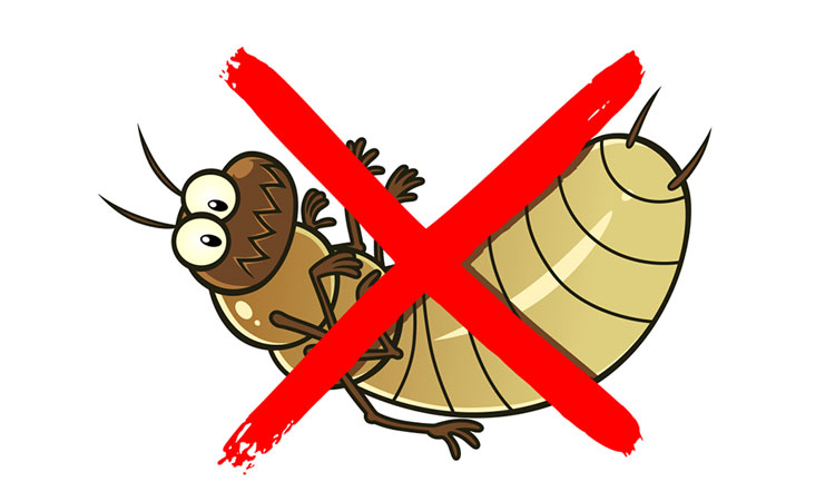شركة مكافحة النمل الابيض بالخبر | اختيارك الأمثل في مكافحة النمل الابيض بالخبر