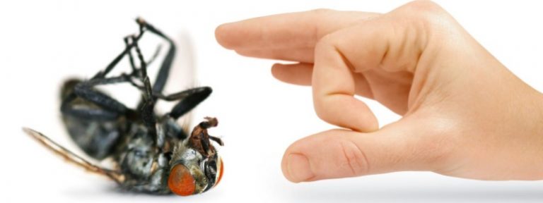 شركات مكافحة حشرات بالجبيل -ابادة تامة وفورية